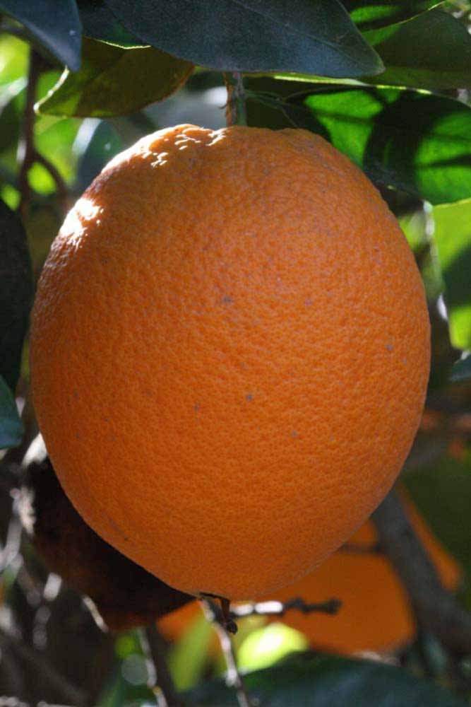              Fruit (Riverside, CA)       